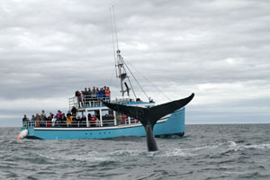 Mariner Cruises Whale Tours